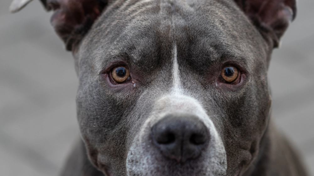 Bande lod pitbull kastrere påstået voldtægtsmand