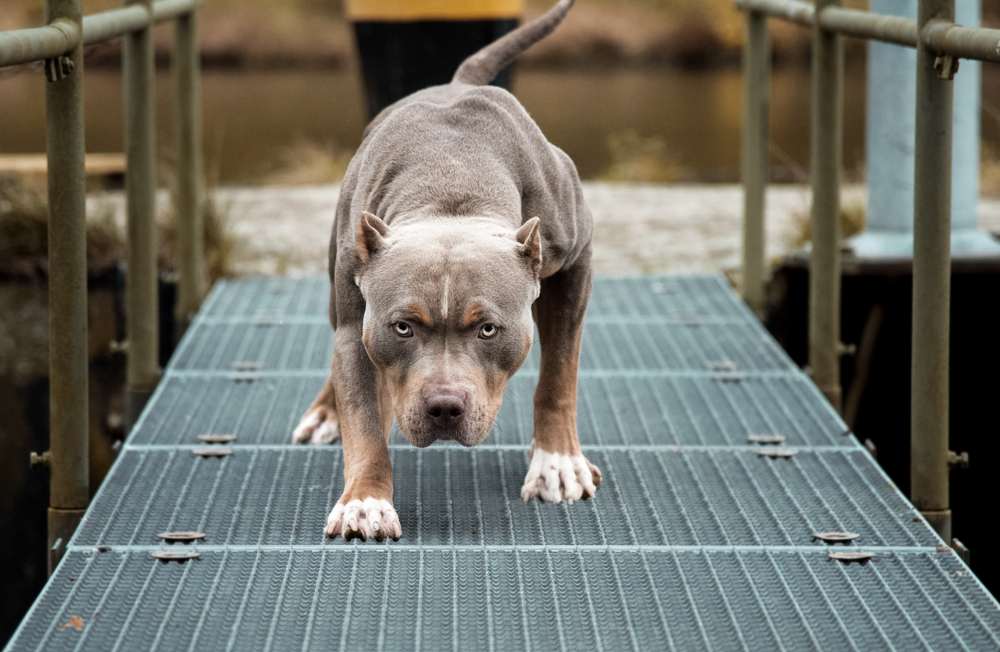 Desperat ejer kaster sig ind foran pitbull, da den går amok og angriber hjælpeløst offer