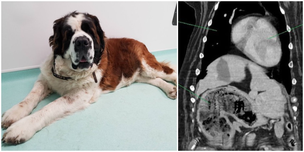 Hundeejer fik et chok, da dyrlæge fandt farlig knude i maven på hund: Sandheden var langt mere overraskende