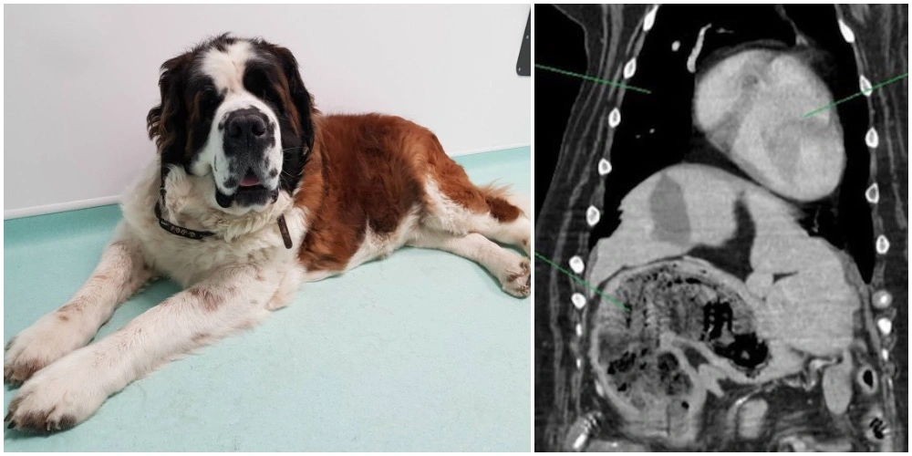Hundeejer fik et chok, da dyrlæge fandt farlig knude i maven på hund: Sandheden var langt mere overraskende
