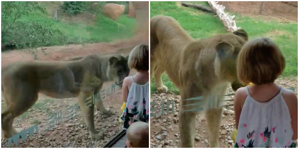 Video: Pige hilser på løve i Zoo – læg nu mærke til den rørende reaktion