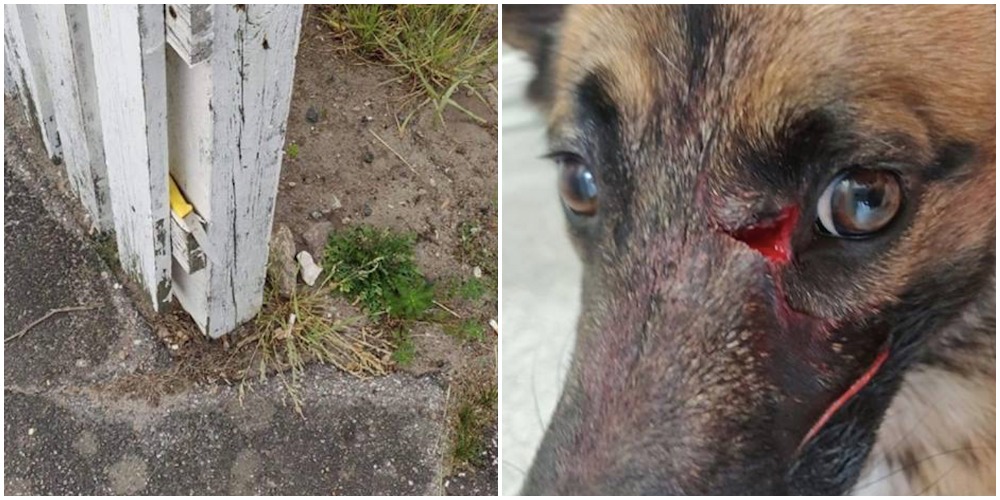 Lea deler skræmmende billeder af sin hund: ‘Han gav et piv fra sig og så var der blod over det hele’