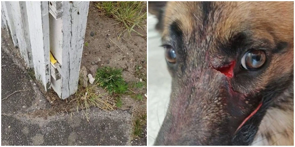 Lea deler skræmmende billeder af sin hund: ‘Han gav et piv fra sig og så var der blod over det hele’