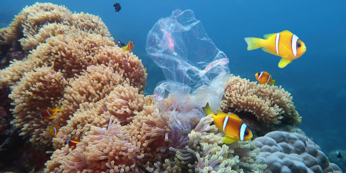 Verdensnaturfonden med skræmmende forudsigelse: “Det er alvorligt”
