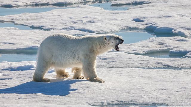 Mand angrebet af isbjørn i Grønland