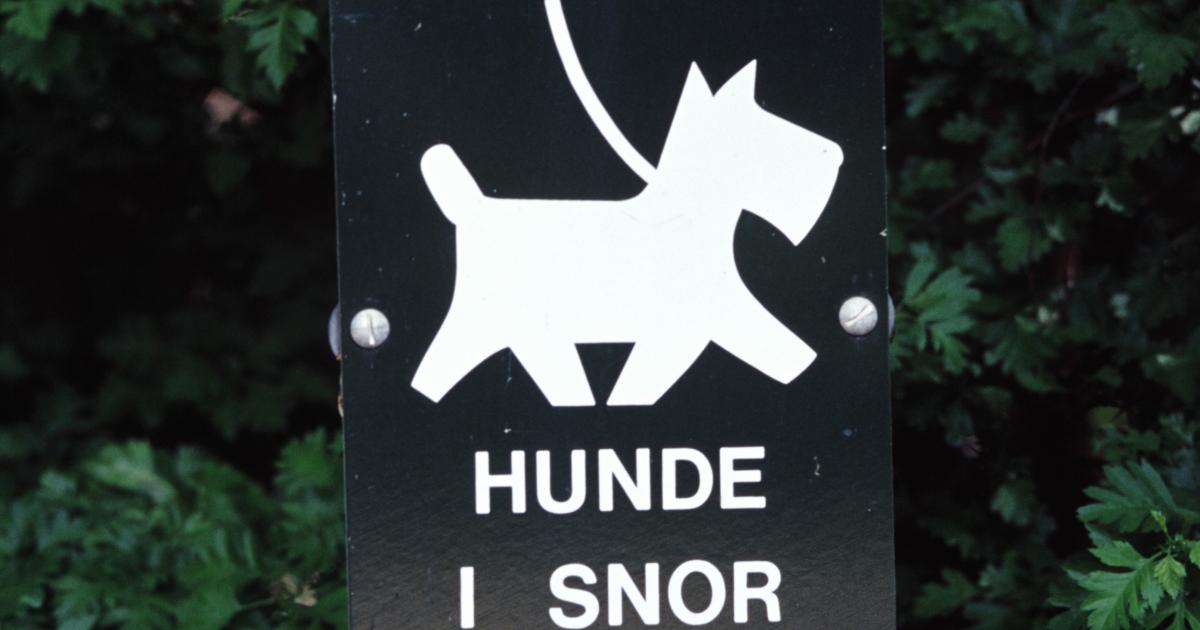 Hundelufter angreb 70-årig: Blev bedt om at sætte snor på sine hunde