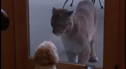 Lille hund forsvarer familiens hus mod stor puma