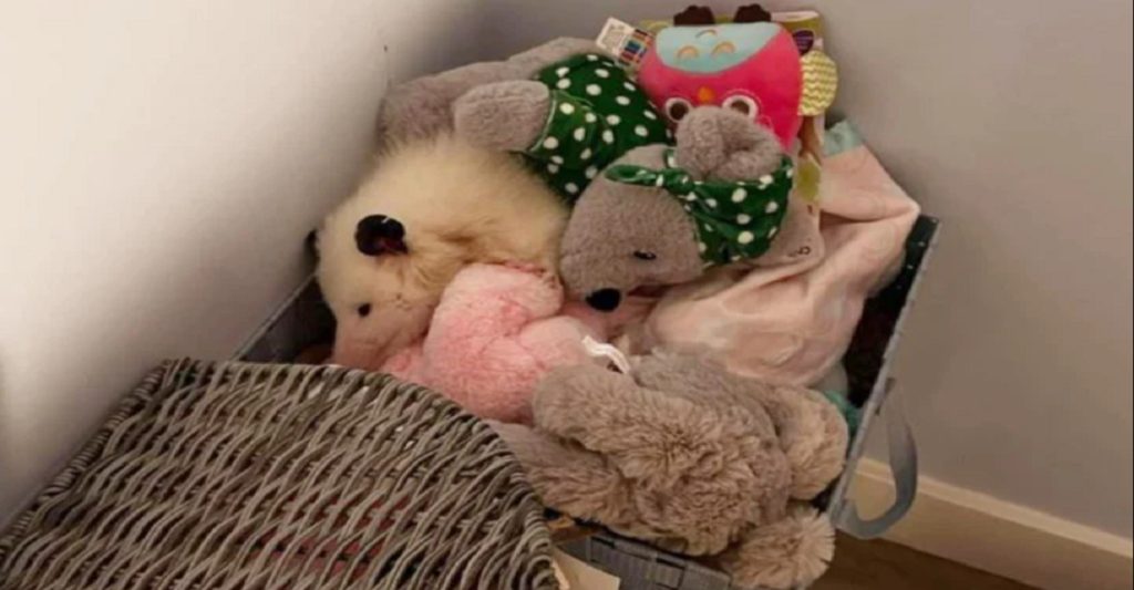 Kvinde kigger i en ‘bamse-kasse’: Da hun kigger efter igen, får hun et kæmpe chok