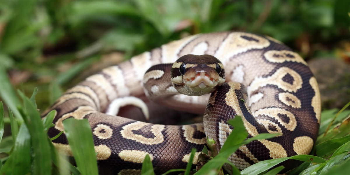 “Er det en python i dine bukser?”: Mand sigtet i bizar smuglersag