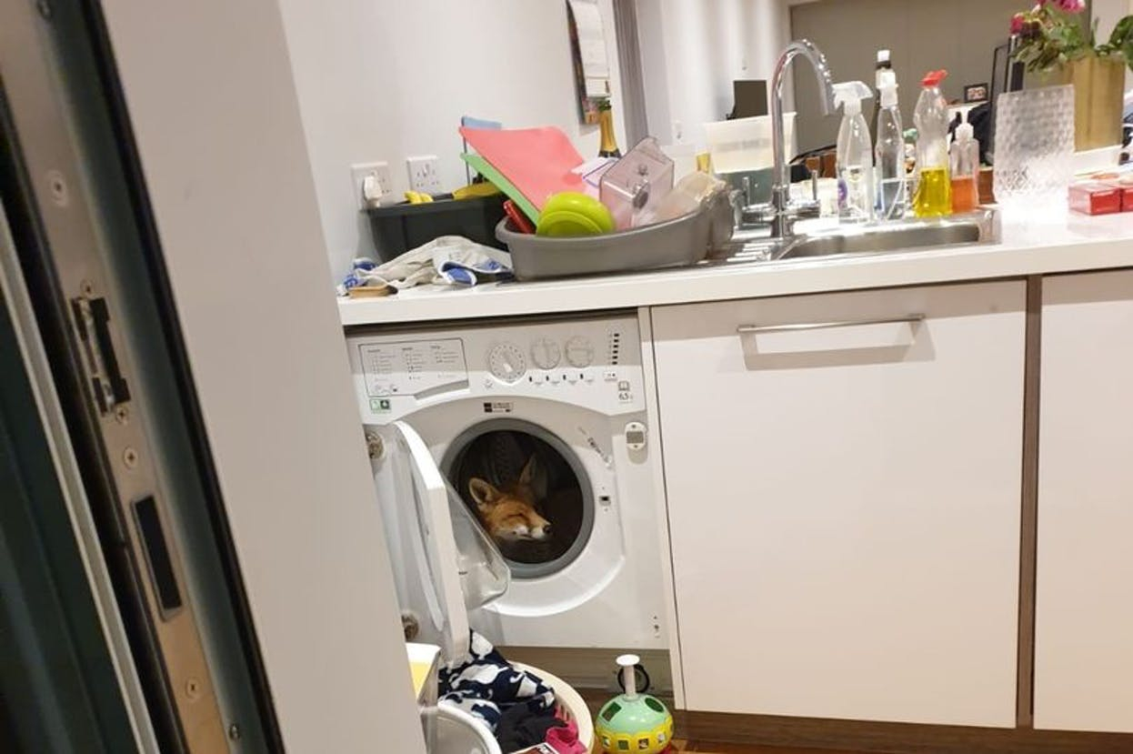 Par fik sig sit livs chok: Fandt ræv i vaskemaskinen