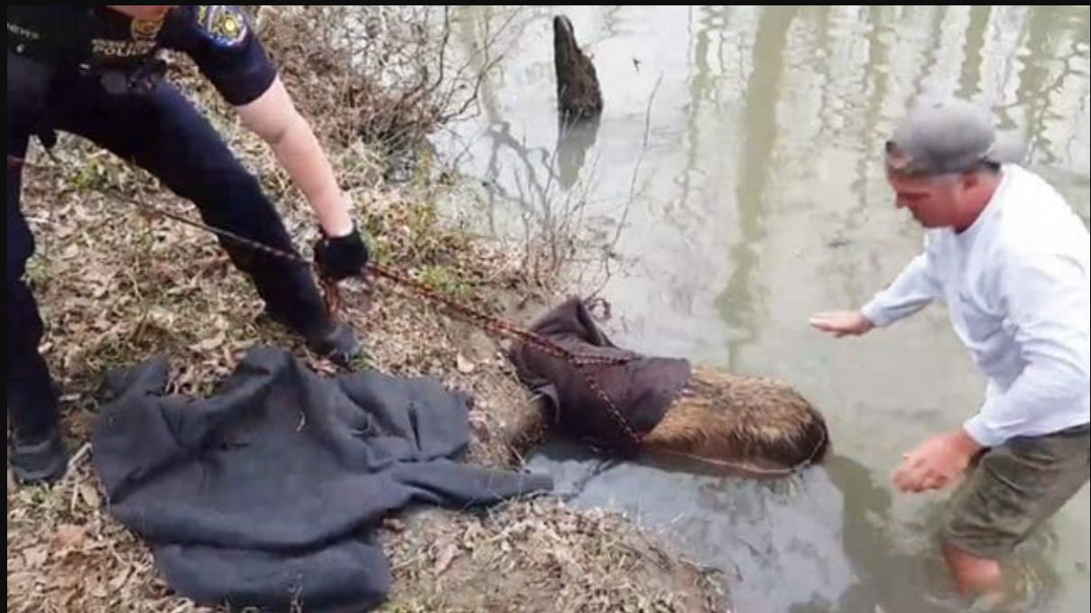 Mand tror han ser en kæmpe bæver i floden: Men han opdager noget helt andet