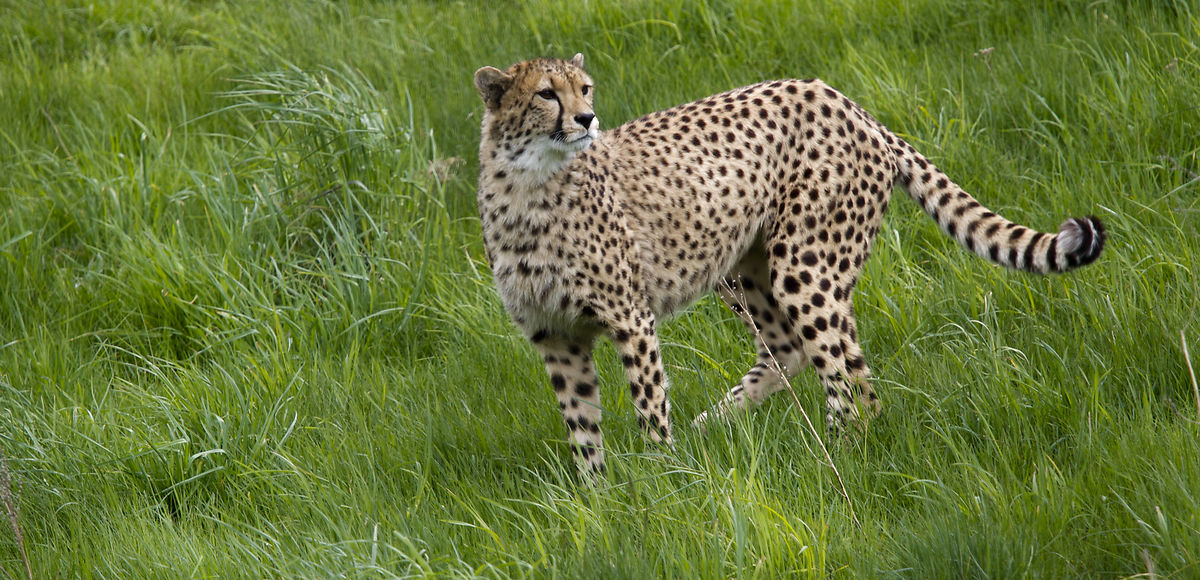 Jens angrebet af gepard i Ree Park