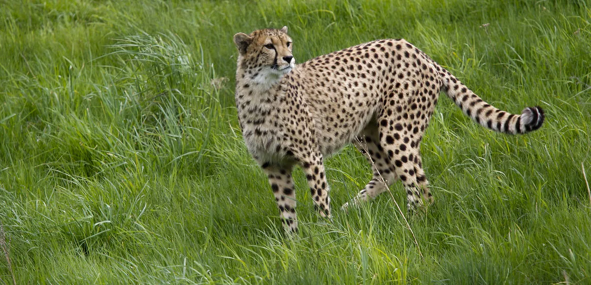 Jens angrebet af gepard i Ree Park