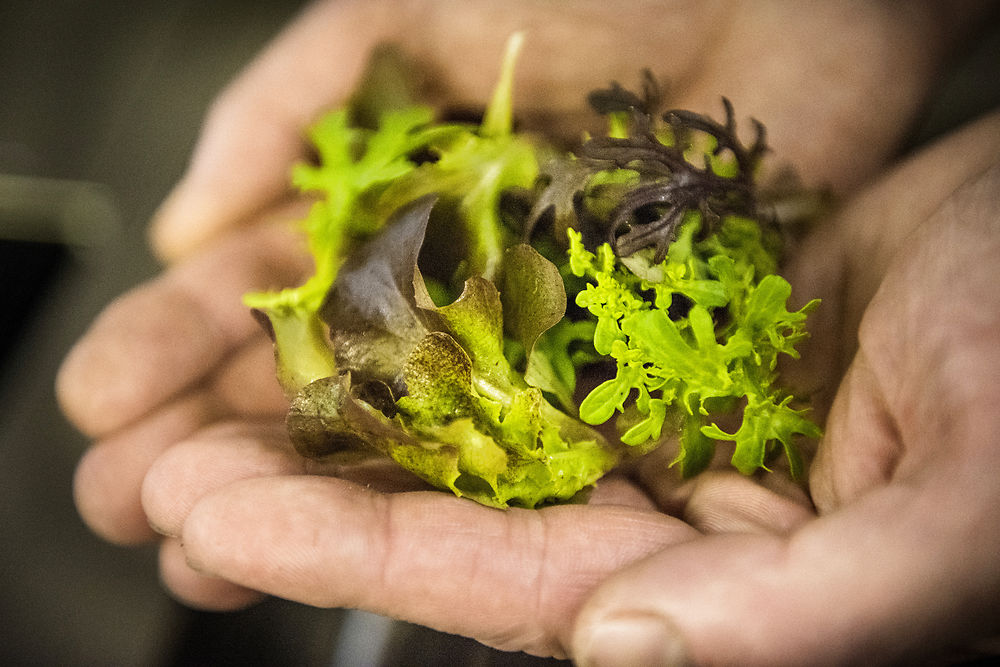 Fødevarestyrelsen kalder salater tilbage: Risiko for Listeria-bakterier