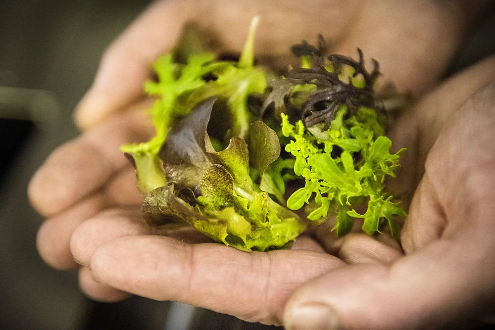 Fødevarestyrelsen kalder salater tilbage: Risiko for Listeria-bakterier
