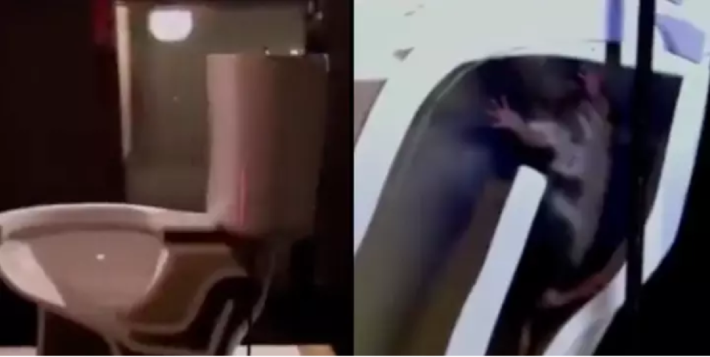 Folk bliver chokeret, når de ser hvor nemt en rotte kan kravle op gennem toilettet