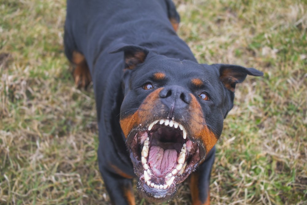 Betjent bidt i ansigtet af rottweiler: Ejeren befalede den til at angribe
