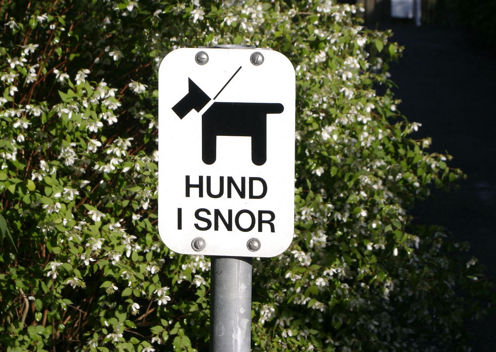 Panik blandt fynske hundeejere: Ukendt gerningsmand forgifter hunde med torskerogn