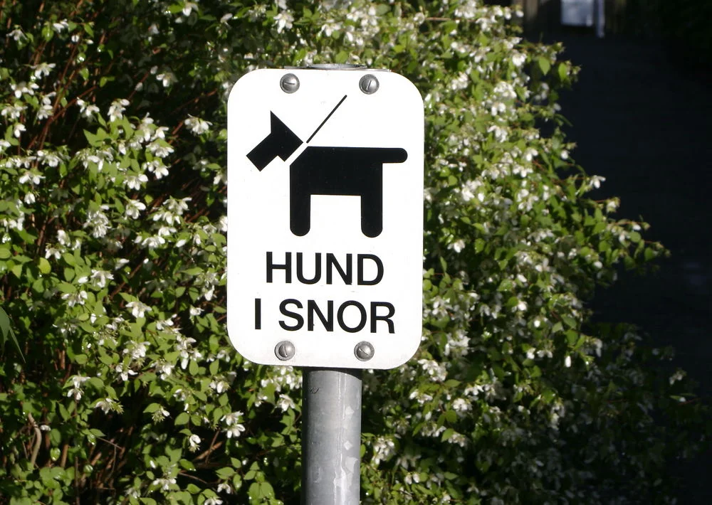 Panik blandt fynske hundeejere: Ukendt gerningsmand forgifter hunde med torskerogn