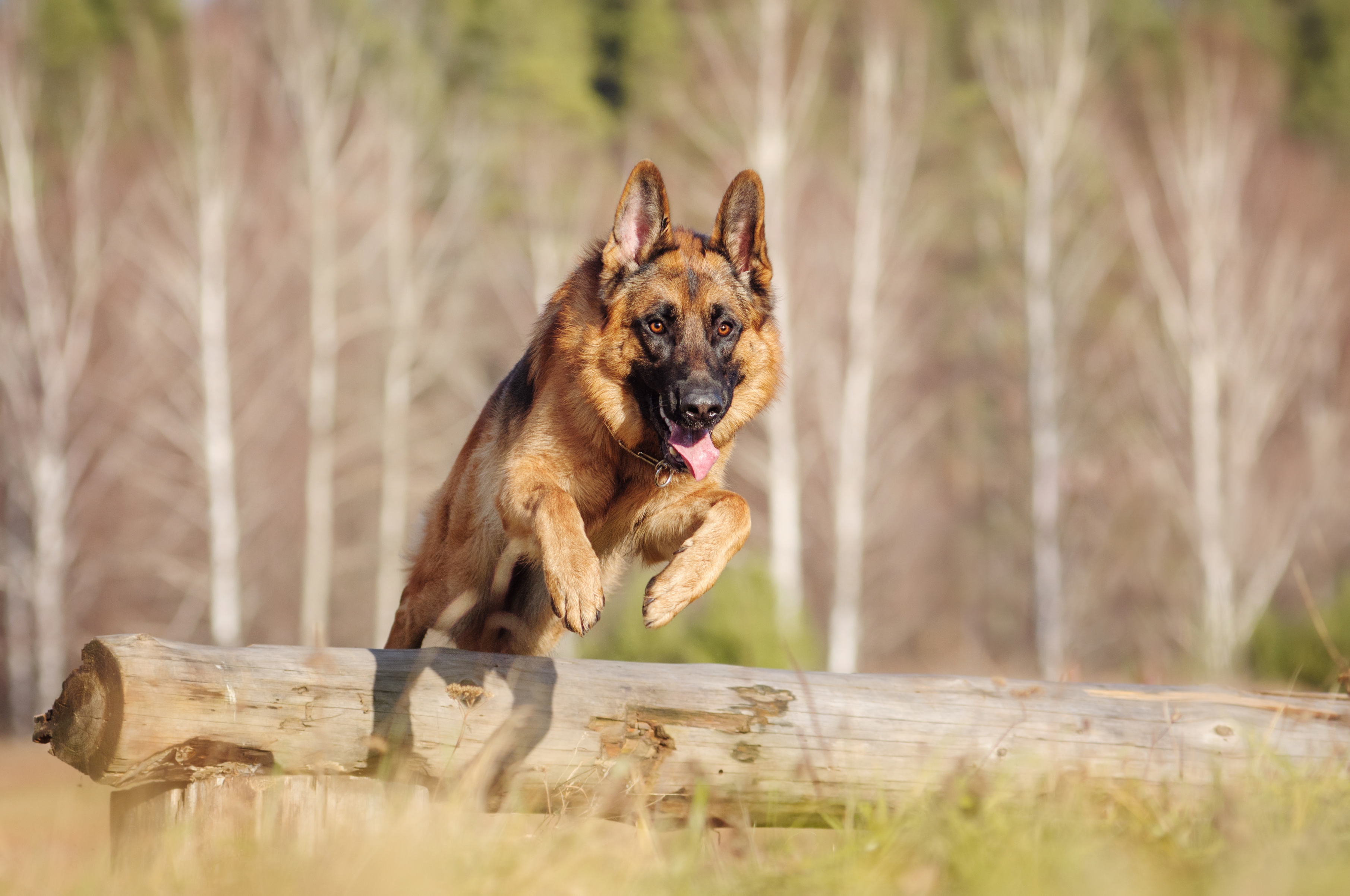 Schæferhund German Shepherd