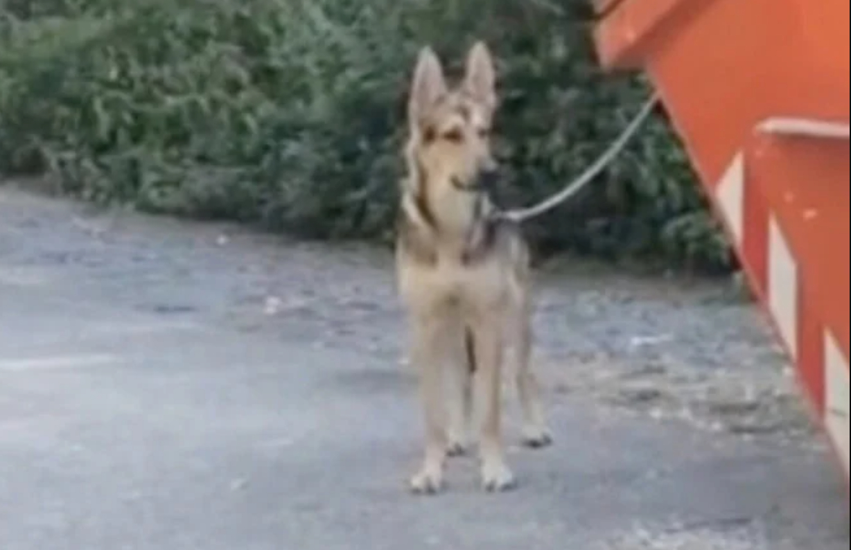 Hund bundet til container: Årsagen er bedrøvende