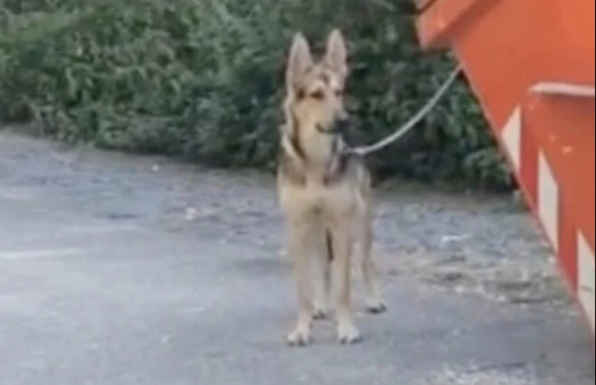 Hund bundet til container: Årsagen er bedrøvende