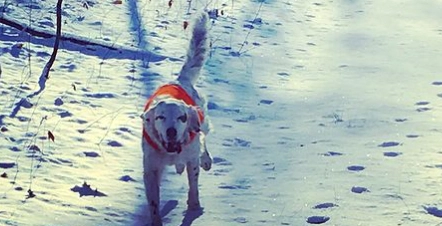 Hunden Pete døde af sine kvæstelser, efter den beskyttede sin familie mod en bjørn