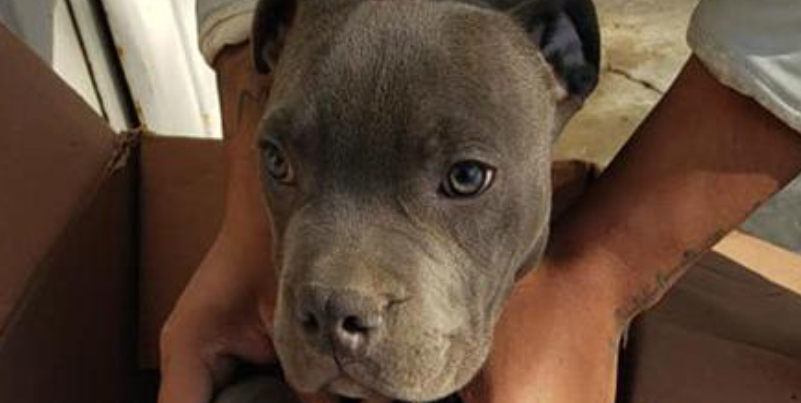 12-årig dreng efterlader sin hund uden for dyreinternat med en hjerteskærende besked