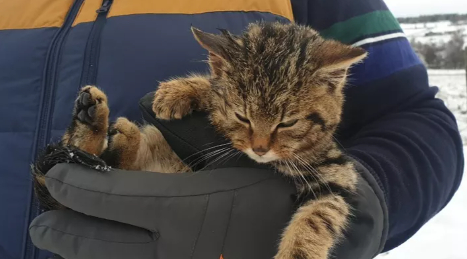 Fandt døende ‘killing’ i sneen: Det viste sig at være et helt andet dyr