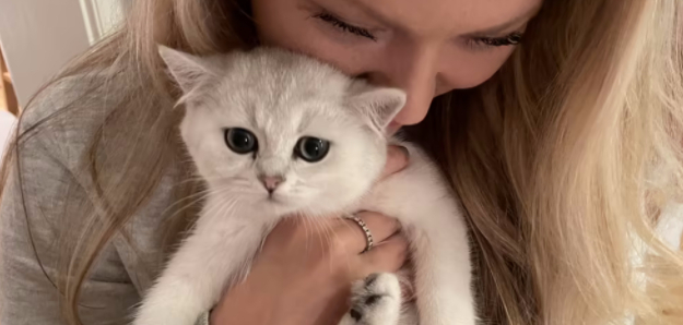 Katten Bellini forsvandt nytårsaften: Politiet fandt den næsten 200 kilometer væk