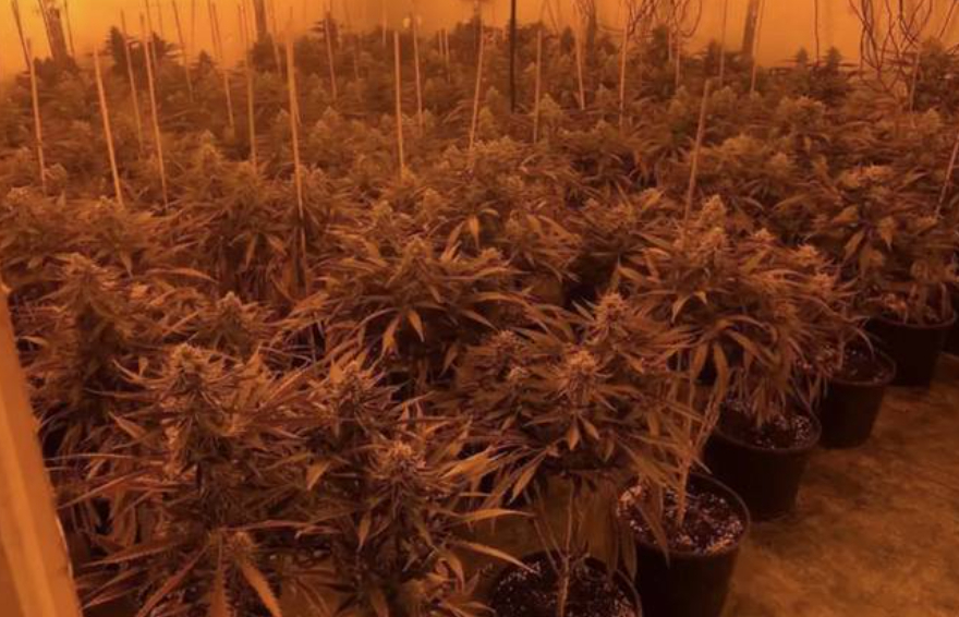 Razzia fører til kæmpe beslaglæggelse: Politiet fandt enorm mængde cannabis og adskillige våben