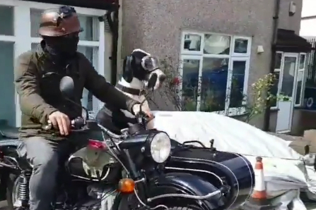 Kæmpe hund forveksles med en ko: Kører med i sidevognen