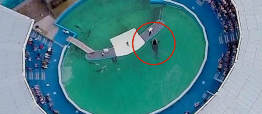 Verdens mest ensomme spækhugger er syg: Hun har “svømmet rundt i cirkler”