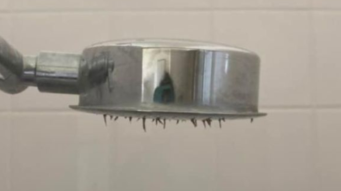 Kvinde rædselsslagen da hun skulle i bad: ‘Edderkoppeben stak ud af brusehovedet’