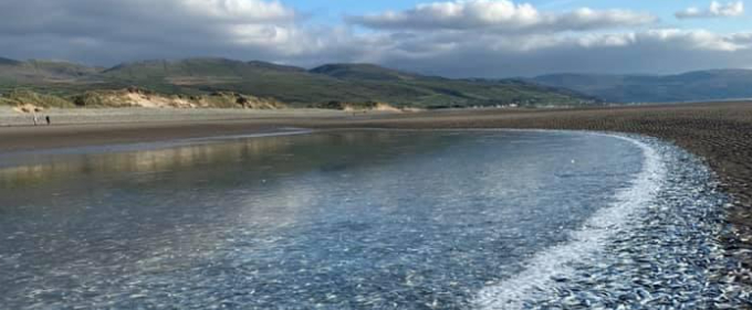 Vilde billeder: Tusindvis af døde fisk skyllede pludselig op på stranden