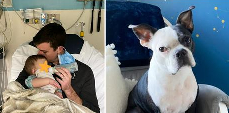 Familiehund hyldes som helt: Reddede babyens liv, da hun stoppede med at trække vejret