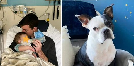 Familiehund hyldes som helt: Reddede babyens liv, da hun stoppede med at trække vejret