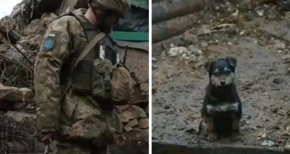 Ukrainske soldater fandt rystende hundehvalp i kulden: Nu er han blevet deres vagthund
