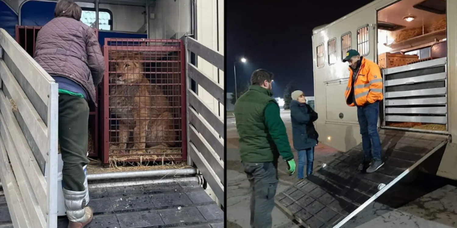 ‘Noahs ark’ genskabt i Kyiv: “Krigen stresser dyrene utrolig meget”