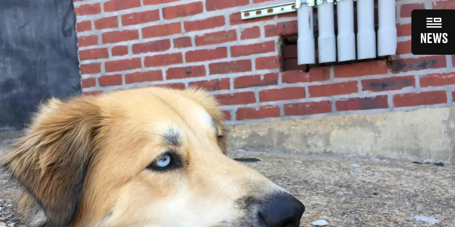 Bizart billede af ‘svævende’ hundehoved går viralt