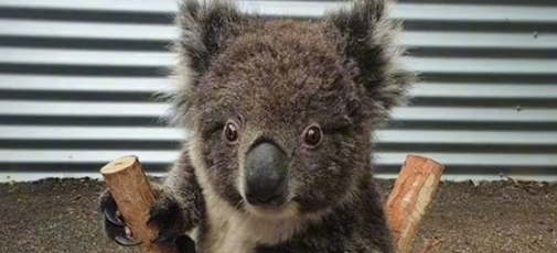 ‘Internettet’ har opdaget, hvordan man vejer koalaer, og det er så nuttet