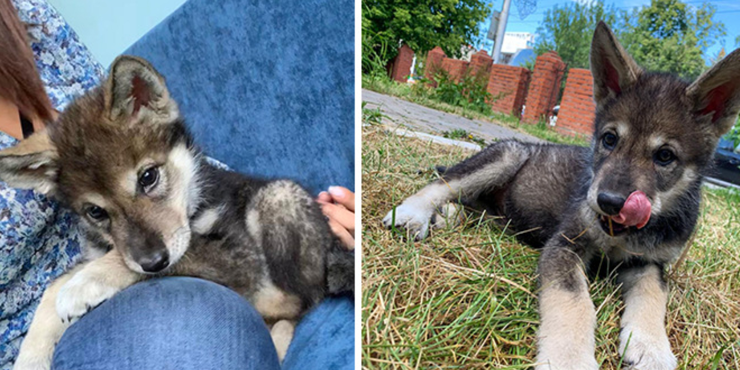 Adopterede hvalp fra internat: Nu lever hun side om side med en fuldvoksen ulv