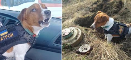 Mød Patron: Hunden, der har ryddet 90 bomber i Ukraine
