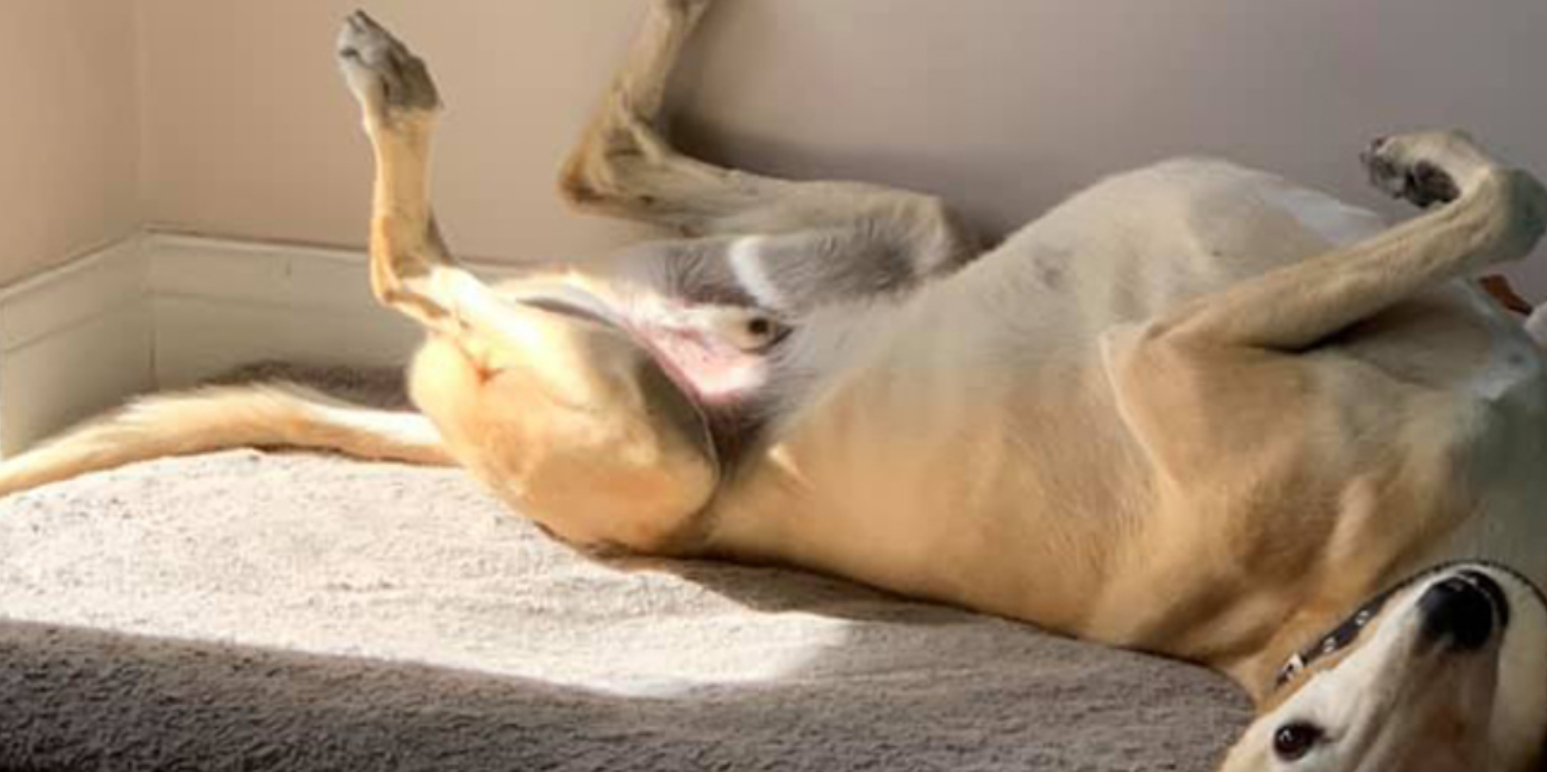 Brugte 2.500 kroner på dyrlægeregning: Nu griner hele Facebook af årsagen