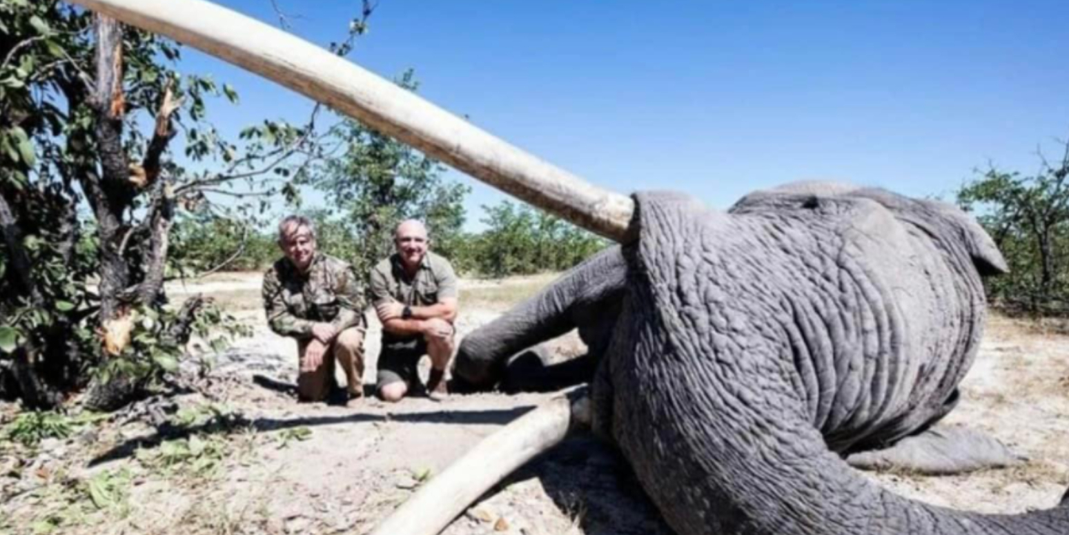 Tidligere præsident raser: Trofæjægere har dræbt én af verdens sidste