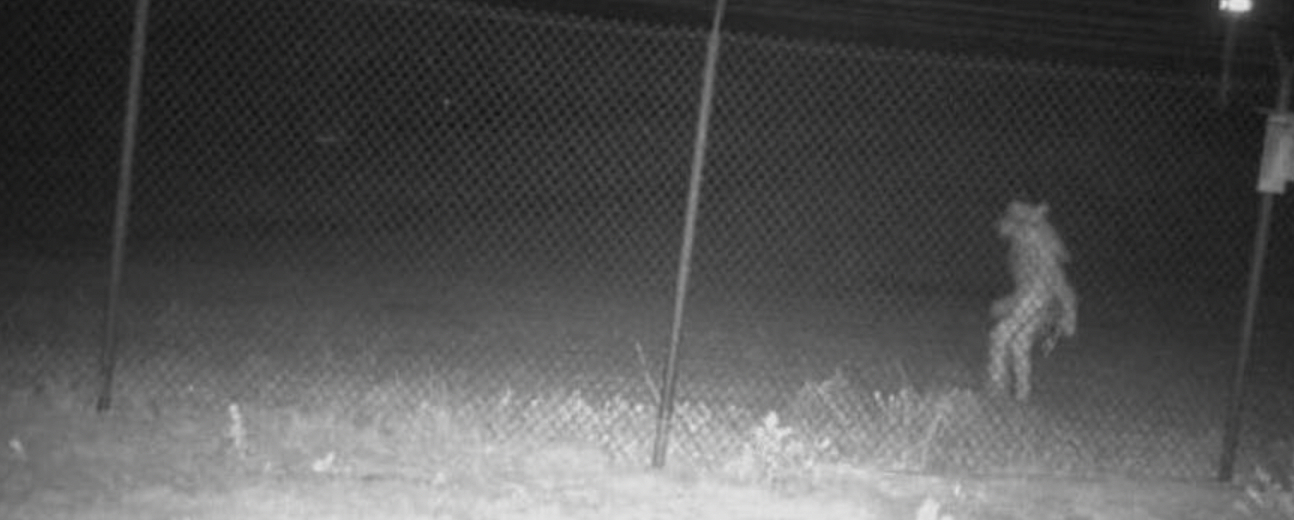 Zoo beder om hjælp til at identificere mystisk væsen