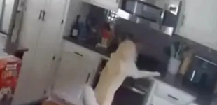 Hund tænder for komfuret i køkkenet: Så går det helt galt