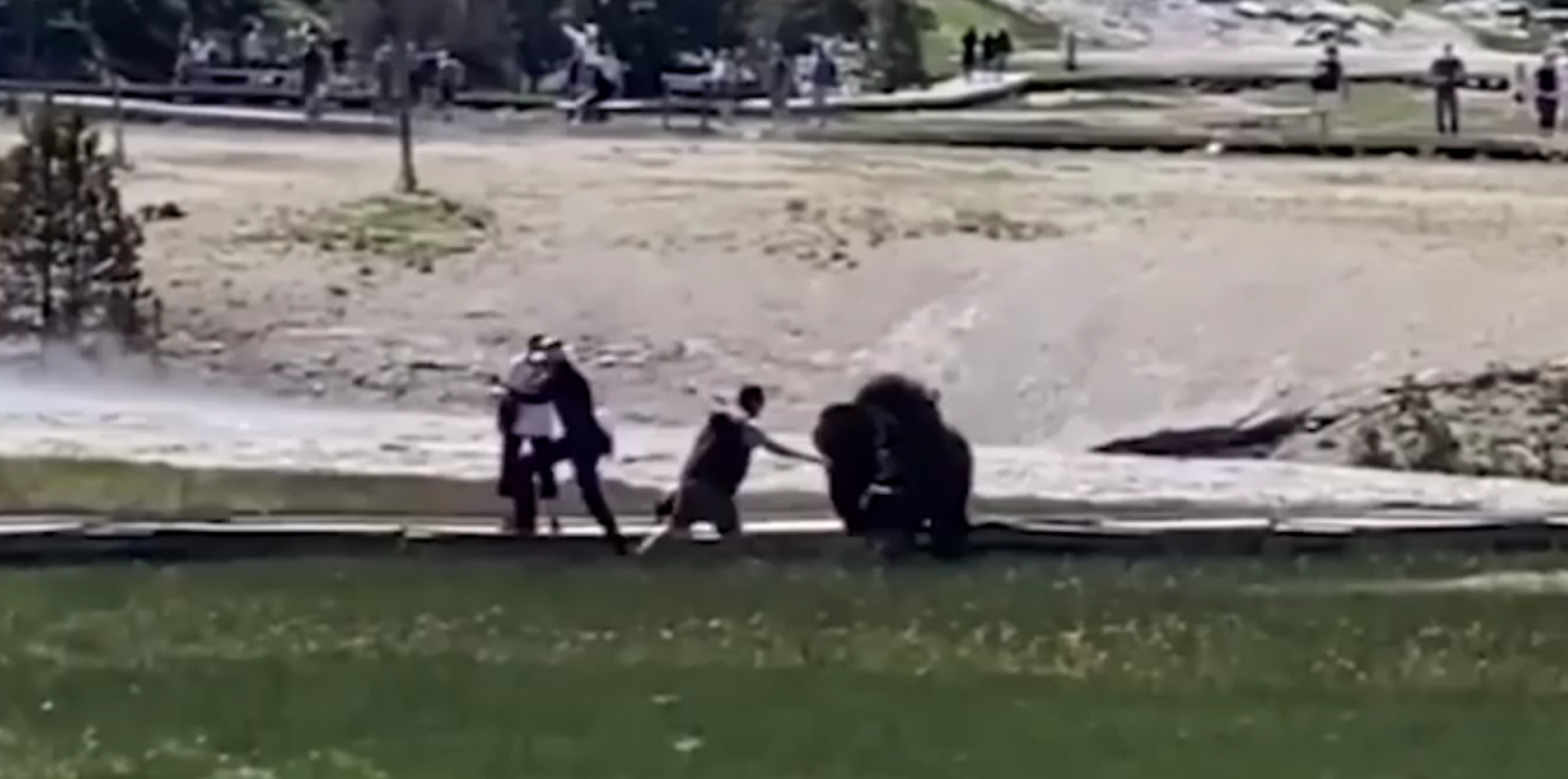 Voldsomt angreb fanget på video: Mand kaster sig mellem enorm bison og lille barn