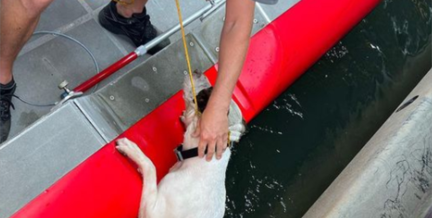 Hund blev kastet ud fra bro: Da hjælpen kom frem, var en borger allerede i gang med en smuk handling
