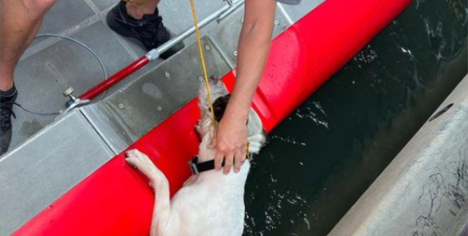 Hund blev kastet ud fra bro: Da hjælpen kom frem, var en borger allerede i gang med en smuk handling